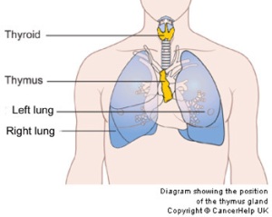 Diagram showing the position of the thymus gland